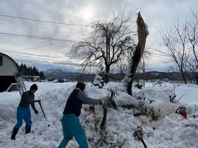 第３１７１回：倒木撤去・雪下ろし作業開始