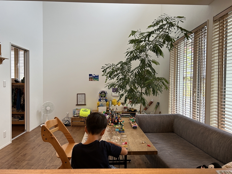 第３６９３回：『太陽に素直な家』観葉植物の成長（エバーフレッシュ）